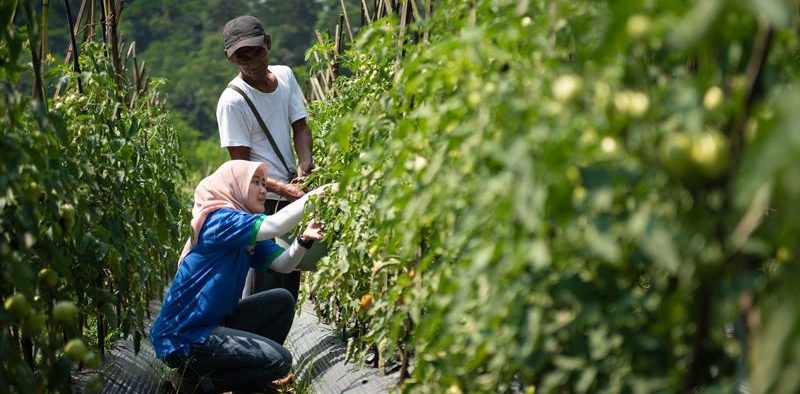 Gardening Trends during Pandemic, TaniHub Helps to Sell the Harvests